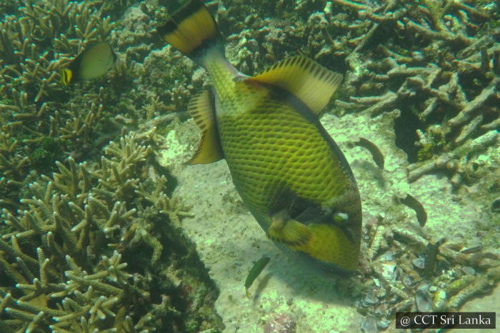 Snorkelling in Pigeon Island