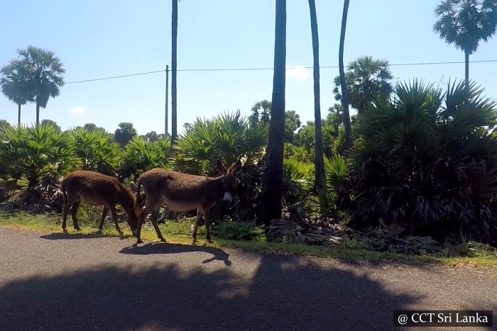 Donkeys in Mannar