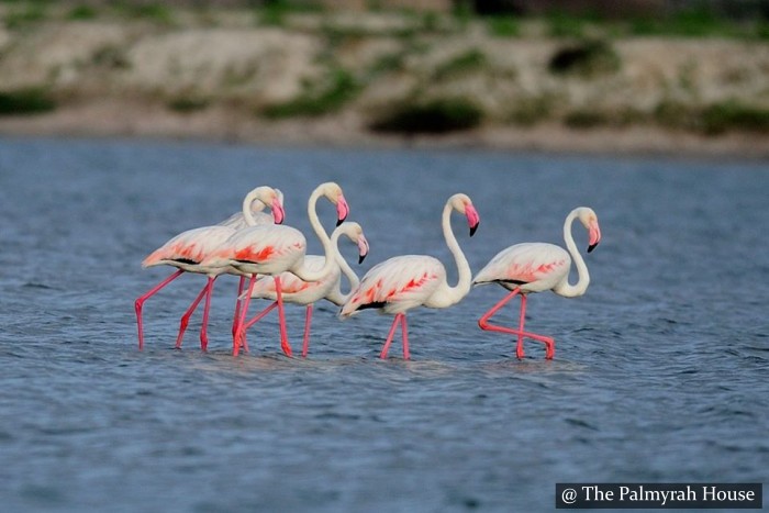 Flamingos Mannar
