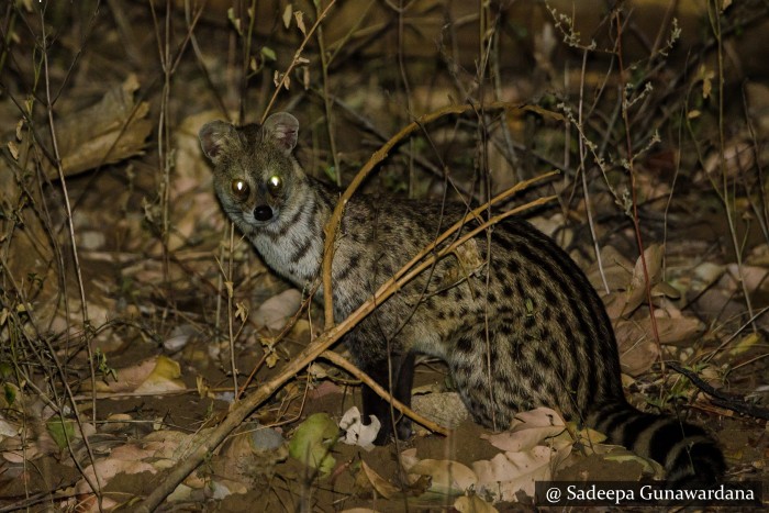 Ring tailed Civet night Safari in Sigiriya