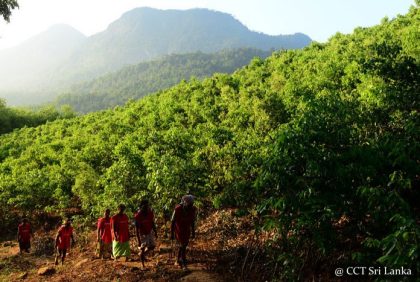Visit a cinnamon plantation