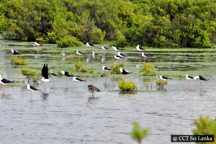 Bird watching in Mannar