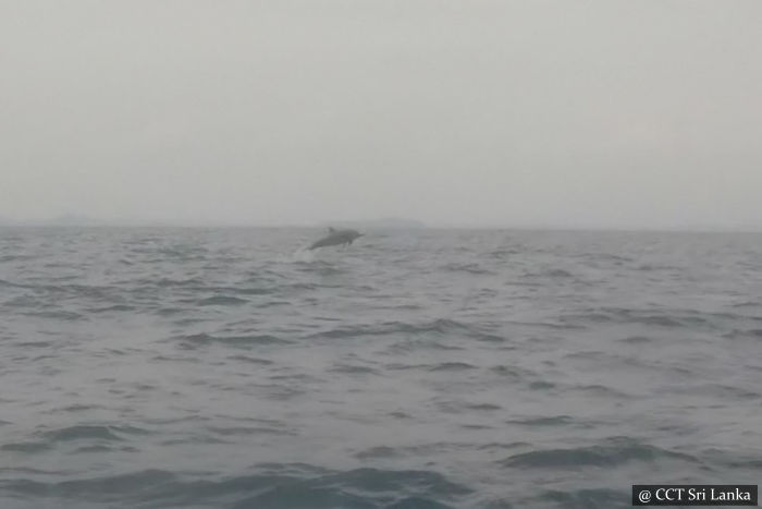 Whales & Dolphins Watching